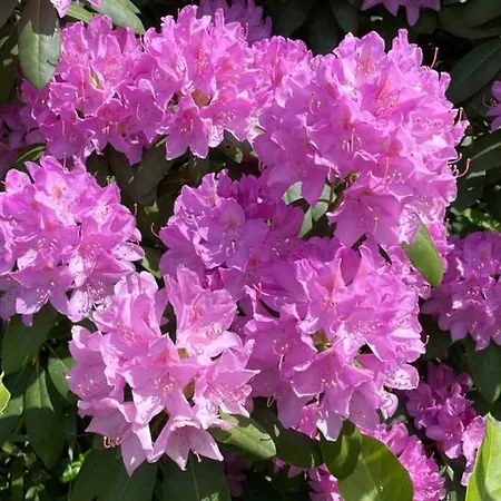 Tente de luxe Zirkuswagen Im Gruenen *