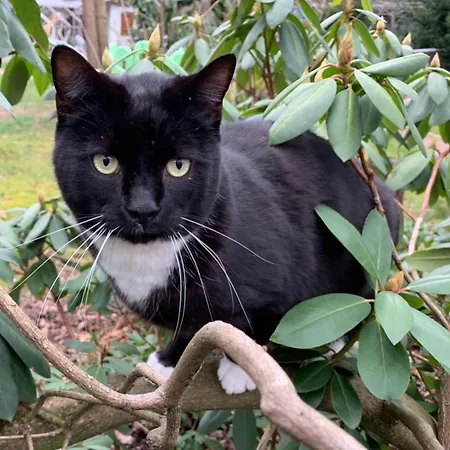 Tente de luxe Zirkuswagen Im Gruenen Quickborn (Pinneberg)