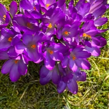 Zirkuswagen Im Gruenen * Quickborn (Pinneberg)