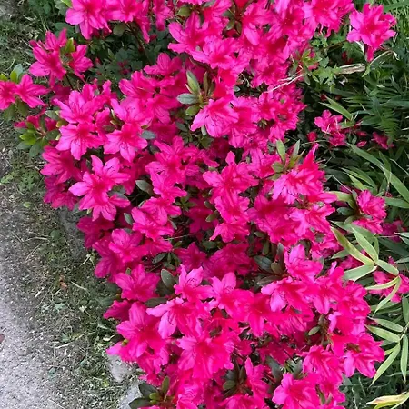 Zirkuswagen Im Gruenen * Quickborn (Pinneberg)